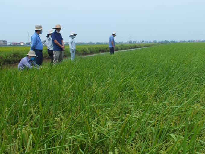 Giống lúa ST25 sản xuất tại Kim Sơn (Ninh Bình) vụ đông xuân 2020 - 2021. Ảnh: Lê Bền.