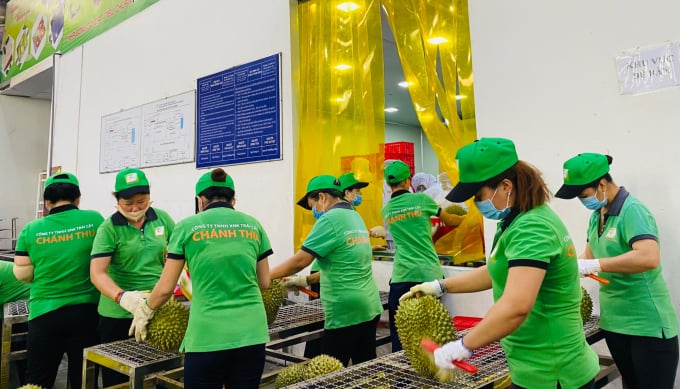 Workers process durian for export. Photo: Minh Dam.