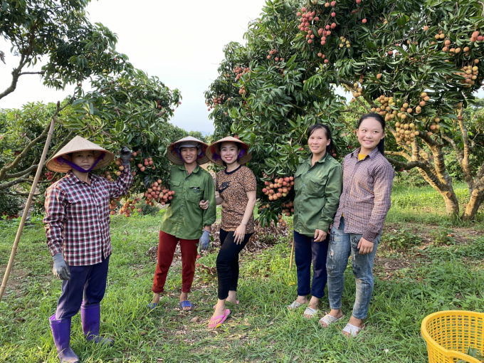 The lychee growing area of Chanh Thu Company meets GAP standards. Photo: Minh Dam.