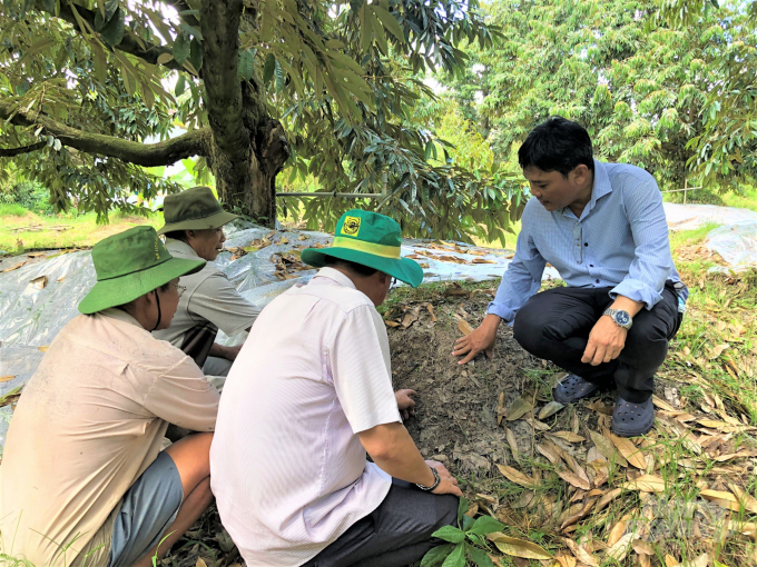 Viện SOFRI đã nghiên cứu quy trình phục hồi sầu riêng theo '5 bước' và chuyển giao giúp nông dân áp dụng linh hoạt theo tình hình thực tế, nhằm sớm cải tạo và phục hồi cây sầu riêng hiệu quả. Ảnh: Trần Trung.
