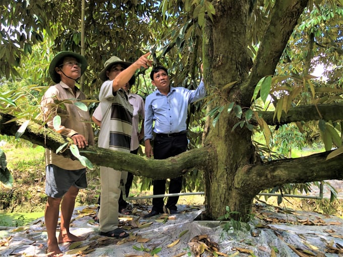 Viện SOFRI tiếp tục khẩn trương triển khai nghiên cứu xây dựng các mô hình vườn sầu riêng ứng dụng công nghệ cao phục hồi sau hạn, mặn và thích ứng với xâm nhập mặn cho vùng chuyên canh sầu riêng của tỉnh Tiền Giang. Ảnh: MS.
