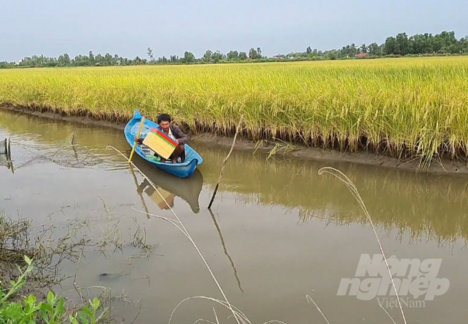 Investing in irrigation works to replicate the shrimp-rice model is the current sustainable direction when facing climate change. Photo: Trong Linh.