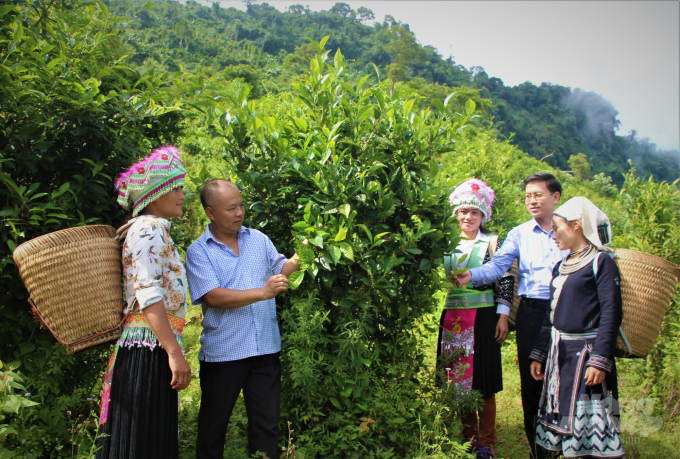 Cán bộ chuyên môn ngành nông nghiệp tỉnh Tuyên Quang hướng dẫn người dân quy trình ứng dựng quản lý dịch hại tổng hợp trên cây chè. Ảnh: ĐT.
