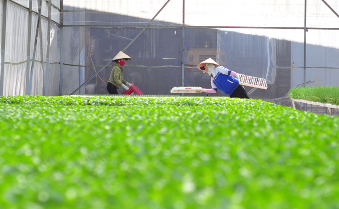 Tỉnh Lâm Đồng đang xây dựng đề án phát triển nông nghiệp hữu cơ. Ảnh: Minh Hậu.