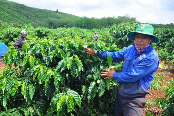 Mô hình canh tác cà phê thuộc Dự án VnSAT gắn giúp tăng thu nhập của người dân và ổn định môi trường, xã hội. Ảnh: NNVN.