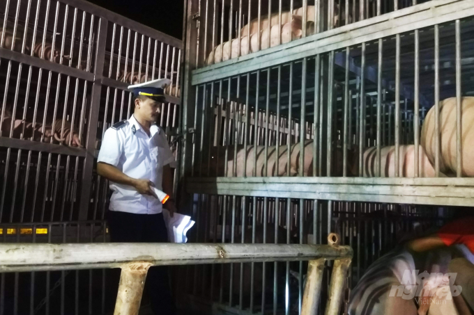 Cán bộ Trạm Kiểm dịch động vật Lao Bảo (Chi cục Thú y vùng 3) kiểm tra một lô hàng lợn sống nhập khẩu. Ảnh: CĐ.