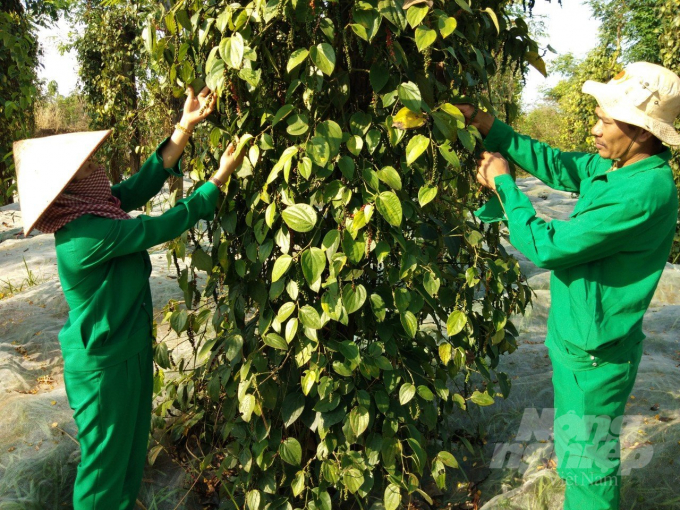 Pepper output this year is below 200,000 tons. Photo: Tran Trung.