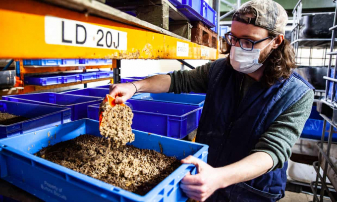 Joe Halstead, giám đốc điều hành của AgriGrub, một công ty khởi nghiệp về côn trùng đang cho loài này sử dụng thức ăn thừa từ chăn nuôi. Ảnh: WWF.