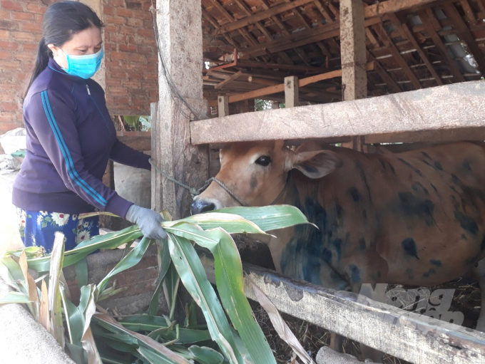 Nông dân Bình Định được hướng dẫn tăng cường cho bò ăn thêm dinh dưỡng để có sức đề kháng vượt qua dịch viêm da nổi cục. Ảnh: Vũ Đình Thung.
