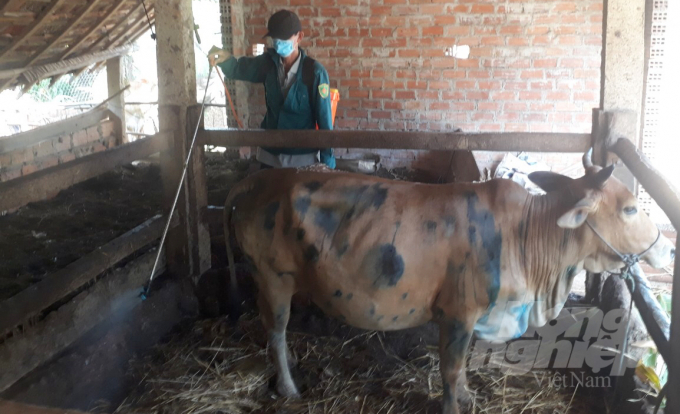 Tính đến 30/6, trên địa bàn tỉnh này đã có 9.936 con bò mắc bệnh viêm da nổi cục. Ảnh: Vũ Đình Thung.