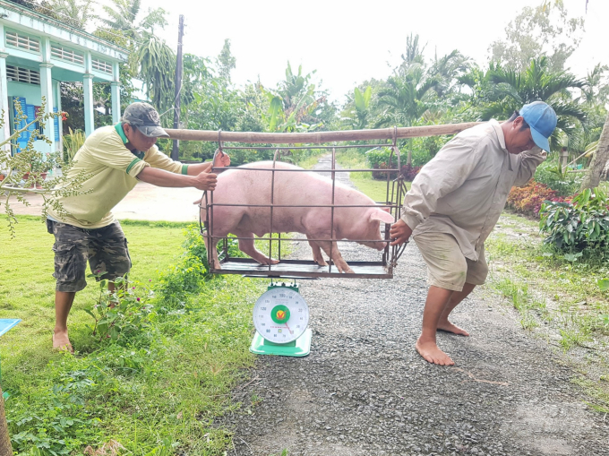 An increase and high prices of breeds and animal feed but a decrease in the price of live pigs are the reasons why the herds have not been able to increase. Photo: Trong Linh.
