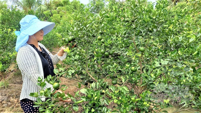 Scientists from SOFRI Institute have researched the king orange variety, creating a new disease-resistant variety/line of king orange that is favored by farmers for production.
