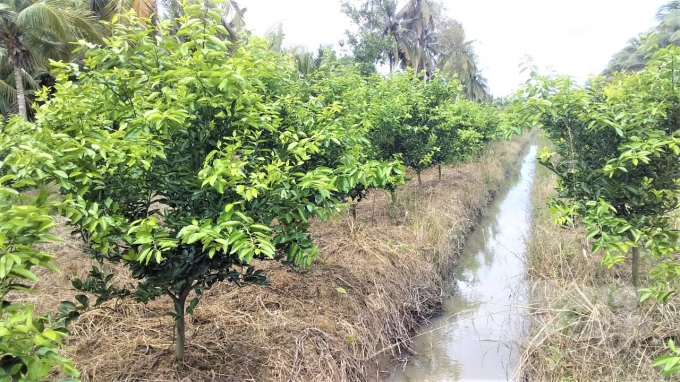 Process farming also clearly identifies the composition of pests and diseases and beneficial microorganisms in the orchard so that farmers can apply more effective control measures. Photo: Tran Trung.