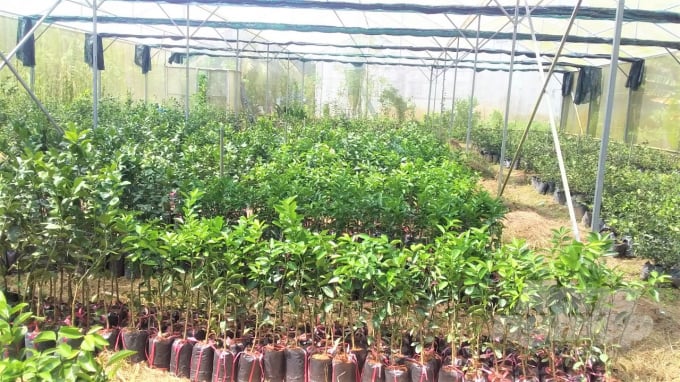 Để phát huy tối đa hiệu quả của giống, Viện SOFRI dành nhiều thời gian nghiên cứu qui trình trồng và chăm sóc cây cam sành không hạt LĐ6 theo tiêu chuẩn VietGAP. Ảnh: Trần Trung.
