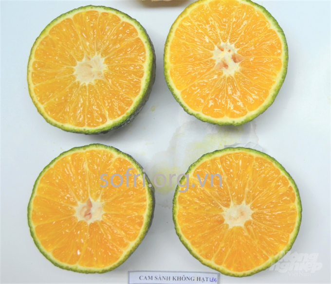 Giống cam sành mới này có thịt quả màu vàng cam, sáng đẹp, vỏ quả ít sần và bóng hơn so với cam sành hiện tại. Ảnh: Viện SOFRI cung cấp.