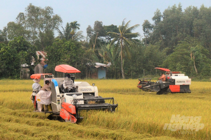 Currently, the rice plant on around 100,000 hectares of 2021 summer-autumn rice crop area in Kien Giang is ripening, several localities are harvesting. Photo: Trung Chanh. 