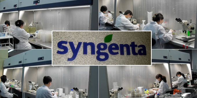 Syngenta là một công ty kinh doanh nông sản top đầu thế giới chuyên tiếp thị hạt giống và thuốc trừ sâu hiện đã tham gia sâu vào mảng công nghệ sinh học và nghiên cứu gen. Ảnh: Getty