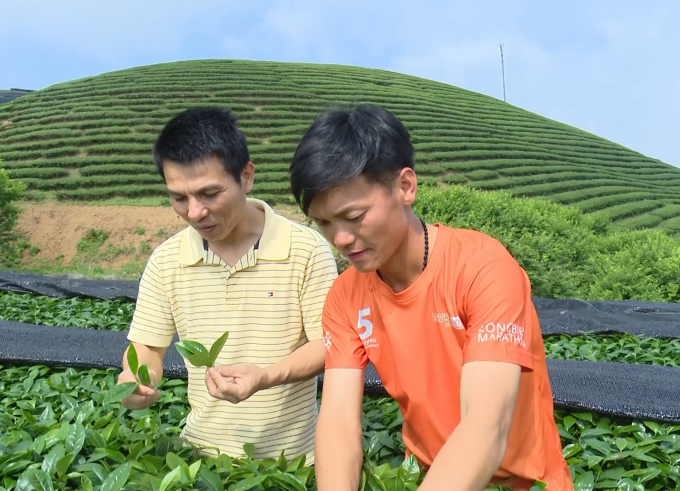Nguyễn Xuân Trường, Giám đốc Công ty Cổ phần chè Chiềng Đi, xã Vân Hồ (trái) cùng nông dân trên những đồi chè. Ảnh: Quang Dũng.