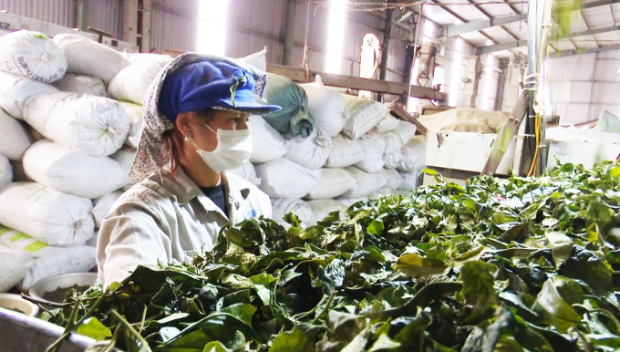 Preliminary processing of tea leaves before production at ChiengDi Tea Joint Stock Company. Photo: Vo Viet.