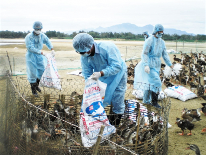 Avian influenza is at a high risk of outbreak in our country. Photo: TL.