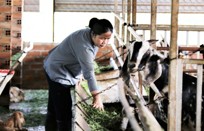 Bà Nguyễn Thị Lệ Hà bên trang trại dê của gia đình. Ảnh: Quang Yên.