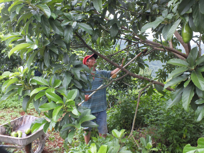 Farmers in Moc Chau (Son La) harvest avocados. This is a very potential crop of Son La. Photo: Le Ben.