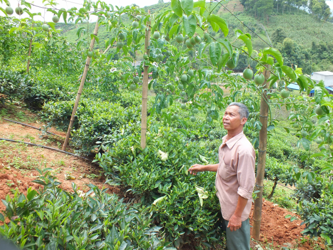 Passion fruit is a new and potential crop in the Central Highlands and Northwest, but there has not been any orderly investment in research, especially in the disease prevention phase and acquiring disease-free varieties. Photo: Le Ben.