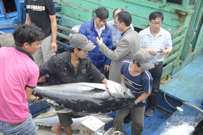 Riêng sản lượng khai thác cá ngừ đại dương trong 6 tháng đầu năm của Bình Định đạt 6.908 tấn. Ảnh: Vũ Đình Thung.