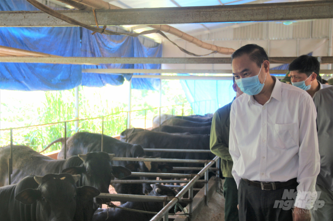 Deputy Minister of Agriculture and Rural Development affirmed the importance of vaccines in the prevention of livestock diseases. Photo: Pham Hieu.