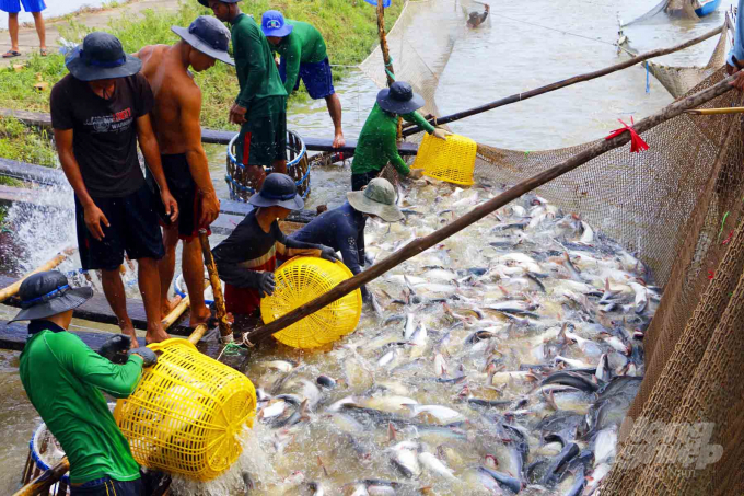 Catfish prices have increased recently but farmers do not get profit. Photo: MD.