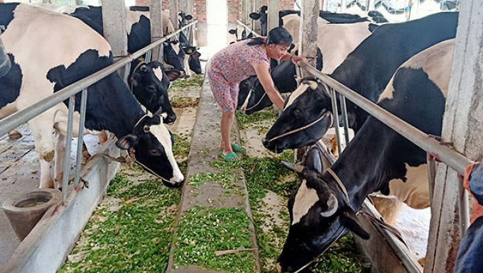 Nuôi bò sữa đã trở thành thế mạnh của tỉnh, góp phần quan trọng trong chuyển dịch cơ cấu kinh tế nông nghiệp.