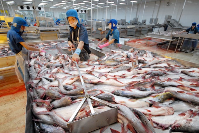 Pangasius exports to the Middle East experienced a sharp increase in the first eight months of the year. Photo: Le Hoang Vu.