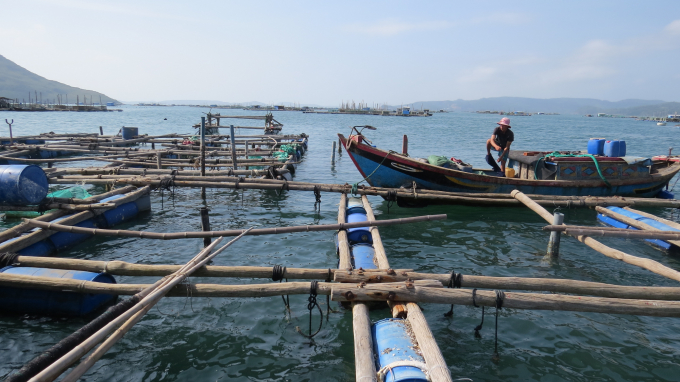 High-density of fish cages in closed bays is a potential risk for marine environment. Photo: Kim So.