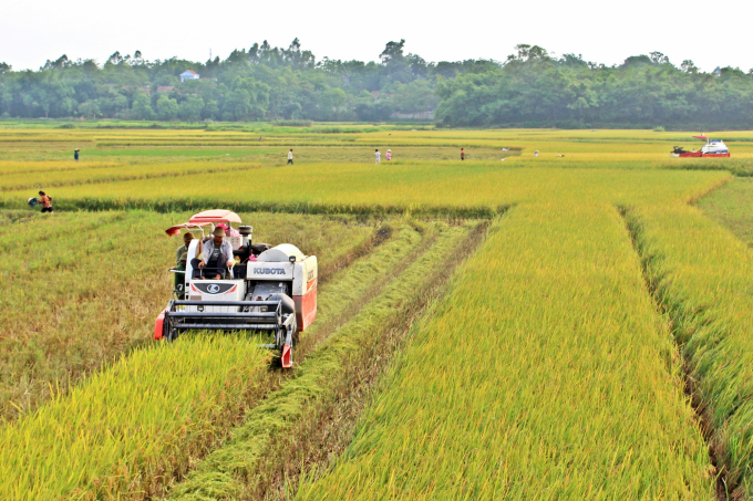 Chính sách hỗ trợ các giống lúa chất lượng cao của tỉnh đã giúp người dân mở rộng tối đa diện tích cho năng suất, sản lượng cao.