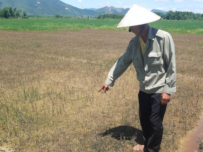 Ruộng lúa của ông Nguyễn Văn Bắc bị héo chết gần như hoàn toàn sau khi sử dụng thuốc trừ cỏ Halo Super 250WP. Ảnh: T.T.