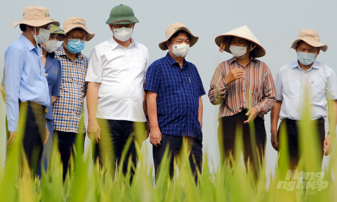 Minister Le Minh Hoan (blue striped shirt) visits a model of rice production in Quang Phu Cau commune, Ung Hoa district, Hanoi city in early June 2021. Photo: Bao Thang.