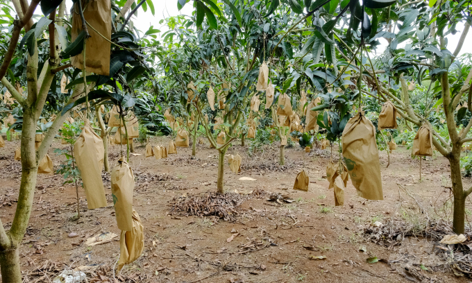 Nông dân tại huyện Mai Sơn, tỉnh Sơn La bao quả cho cây xoài phòng trừ sâu hại, giảm thiểu nguy cơ sâu bệnh hại và tồn dư thuốc BVTV. Ảnh: Bảo Thắng.