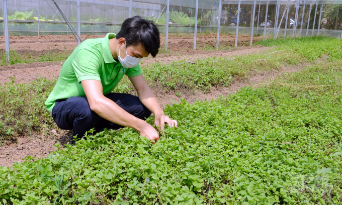 Growing vegetables in a greenhouse at a cooperative in Van Duc commune, Gia Lam district, Hanoi. Photo:  Bao Thang.