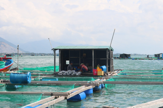Traditional cages with high stocking density do not ensure environmental health during aquaculture. Photo: KS.