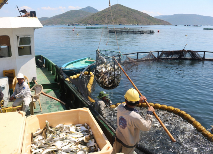 Model of raising Pompano in Van Phong Bay uses cages applying Norwegian technology. Photo: MH.