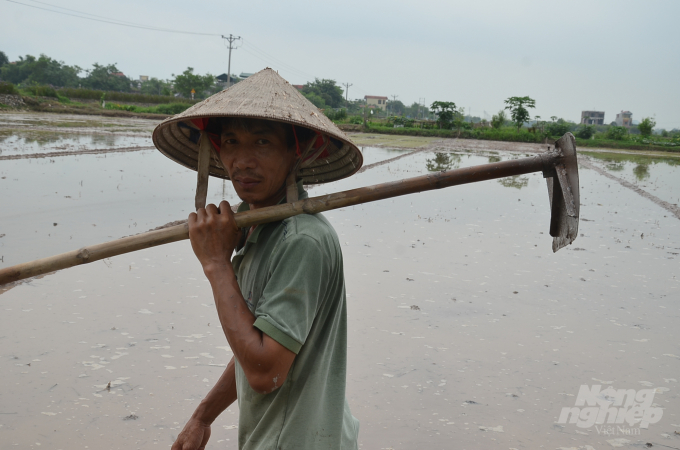 Một nông dân xã Chuyên Mỹ (Phú Xuyên, Hà Nội) đang đi làm đất chuẩn bị cấy vụ mùa 2021. Ảnh: Dương Đình Tường.