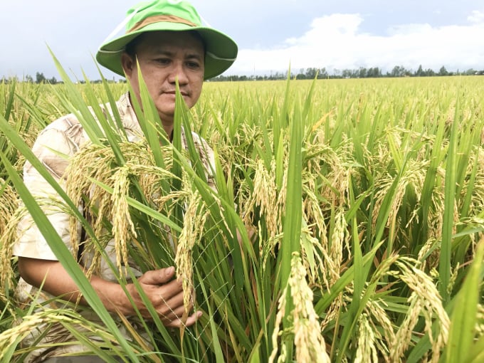 Tổ hợp tác sản xuất lúa giống Ấp H1, ở xã Thạnh An, huyện Vĩnh Thạnh, TP Cần Thơ có 30 thành viên tham gia sản xuất lúa giống xuyên suốt với diện tích khoảng 100ha có ký hợp đồng với Doseco. Ảnh: Lê Hoàng Vũ.