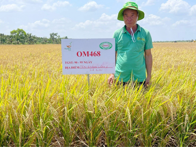 Nông dân sản xuất lúa có liên kết với Doseco giúp đầu ra thuận lợi, gia tăng thu nhập gấp đôi so với sản xuất lúa hàng hóa. Ảnh: Lê Hoàng Vũ.
