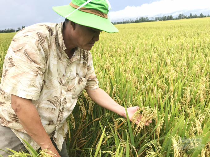 Nông dân tham gia mô hình sản xuất lúa giống gắn với liên kết, được Doseco thu mua với giá cao hơn thị trường từ 800 - 900 đồng/kg. Ảnh: Lê Hoàng Vũ.