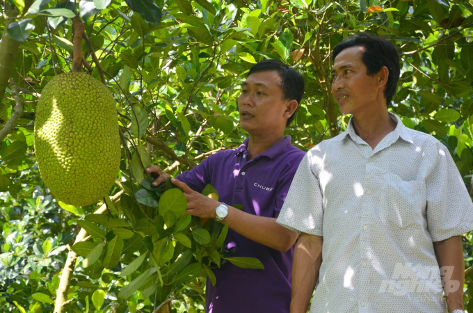 Jackfruit is grown in My Loi A Commune, Cai Be District in Tien Giang Province. Photo: MD.