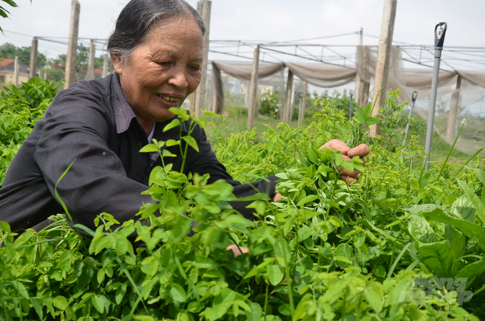 Bà Đỗng Thị Nguyệt 69 tuổi vẫn chăm sóc rau hàng ngày. Ảnh: Dương Đình Tường.