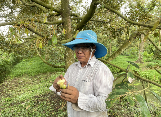 Farmer Bay Vinh in Tan Thoi Commune, Phong Dien District, Can Tho City applies VietGAP in his durian farm. Photo: HD.