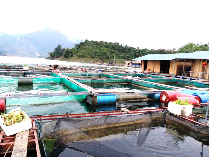 Khu vực nuôi cá lồng của các hộ dân ở hồ Na Hang gần với bến thuyền du lịch. Ảnh: N.T.Lượng. 