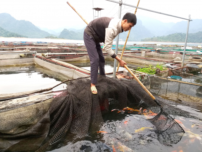 Người dân hồ Na Hang chăm sóc cá lồng cảnh để bán cho khách du lịch. Ảnh: N.T.Lượng.