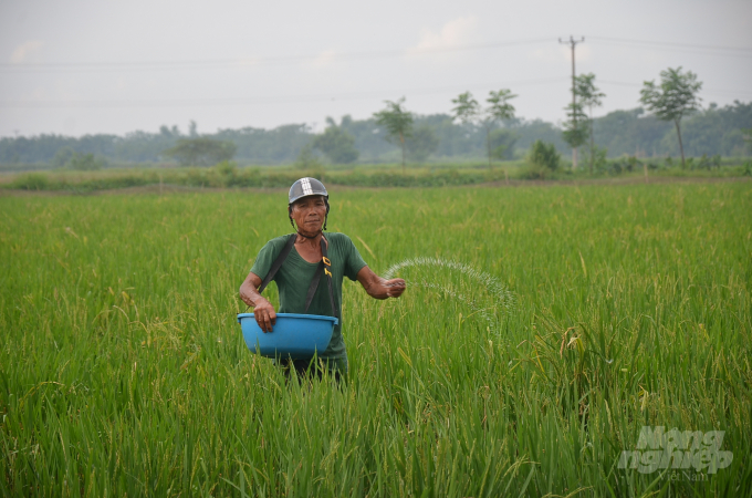 Fertilizing for paddy rice in the rice-fish-duck model in Nam Trieu commune, Phu Xuyen district, Hanoi. Photo: Duong Dinh Tuong.